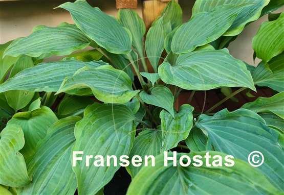 Hosta Danubie Isla